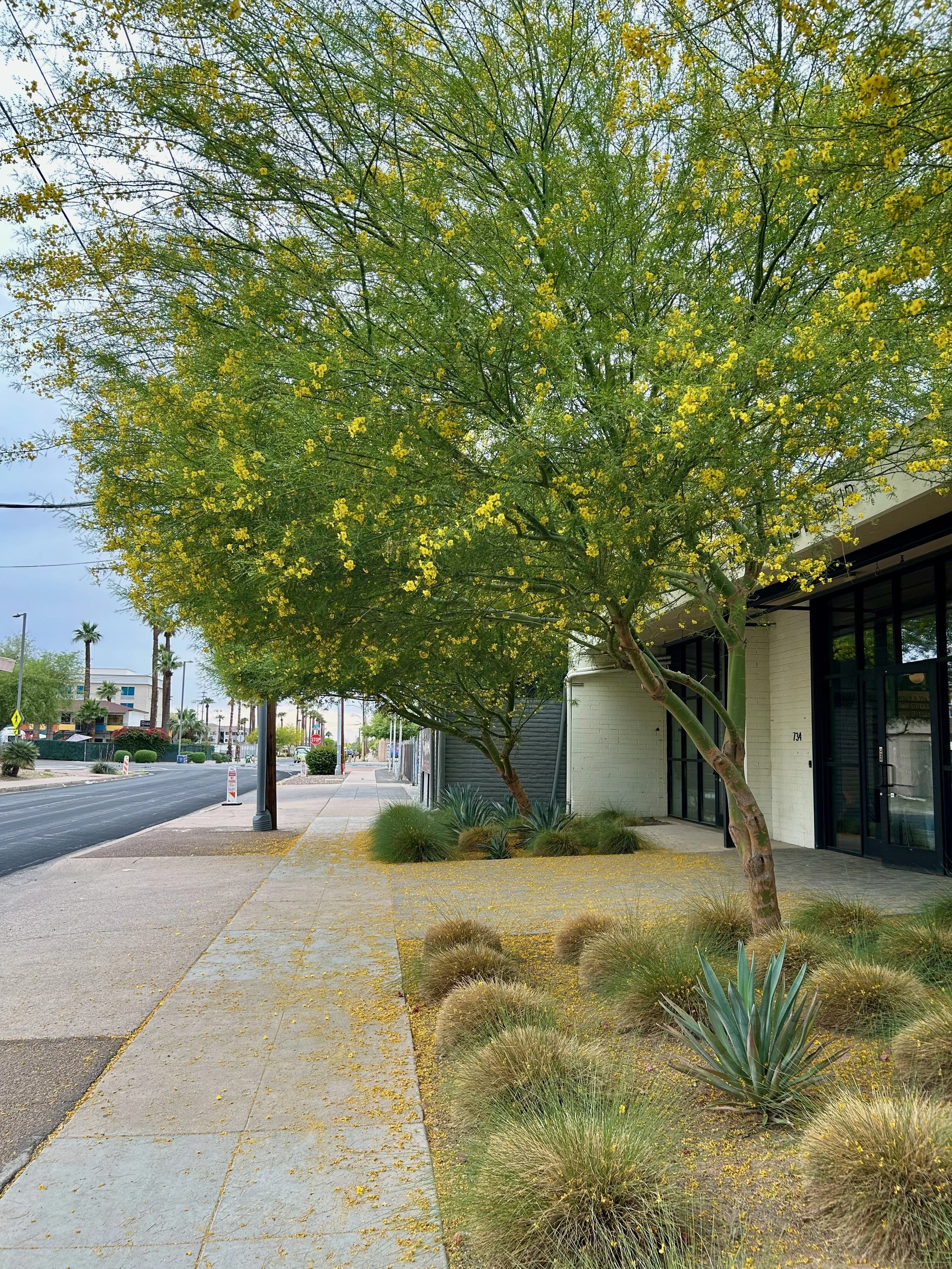 Designing for the Desert: Sustainable Interiors That Work in Phoenix
