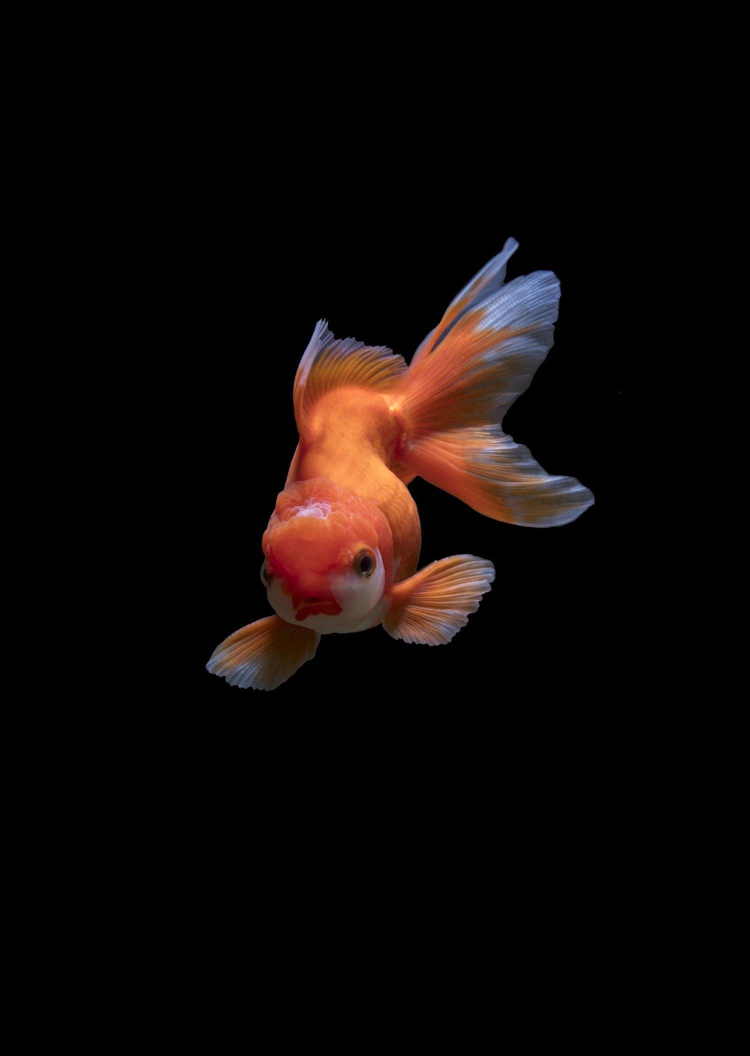 fish.jpg