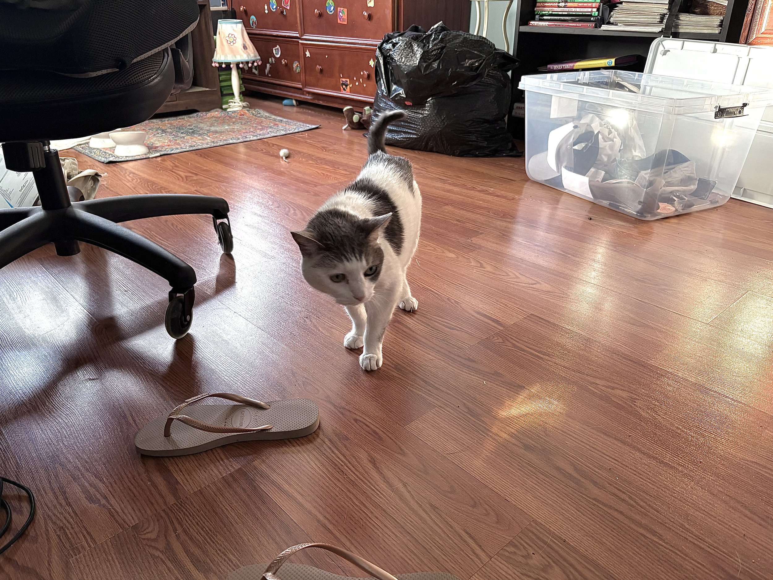 a cat walking on a floor next to a flip flop
