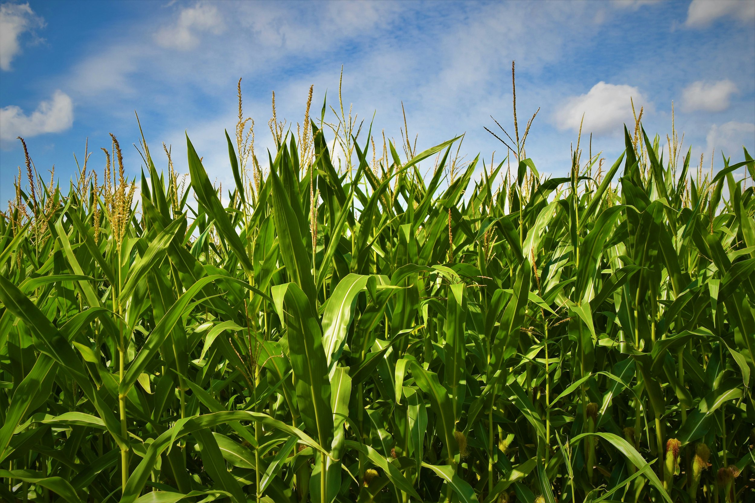 A field of corn in front of a blue sky.