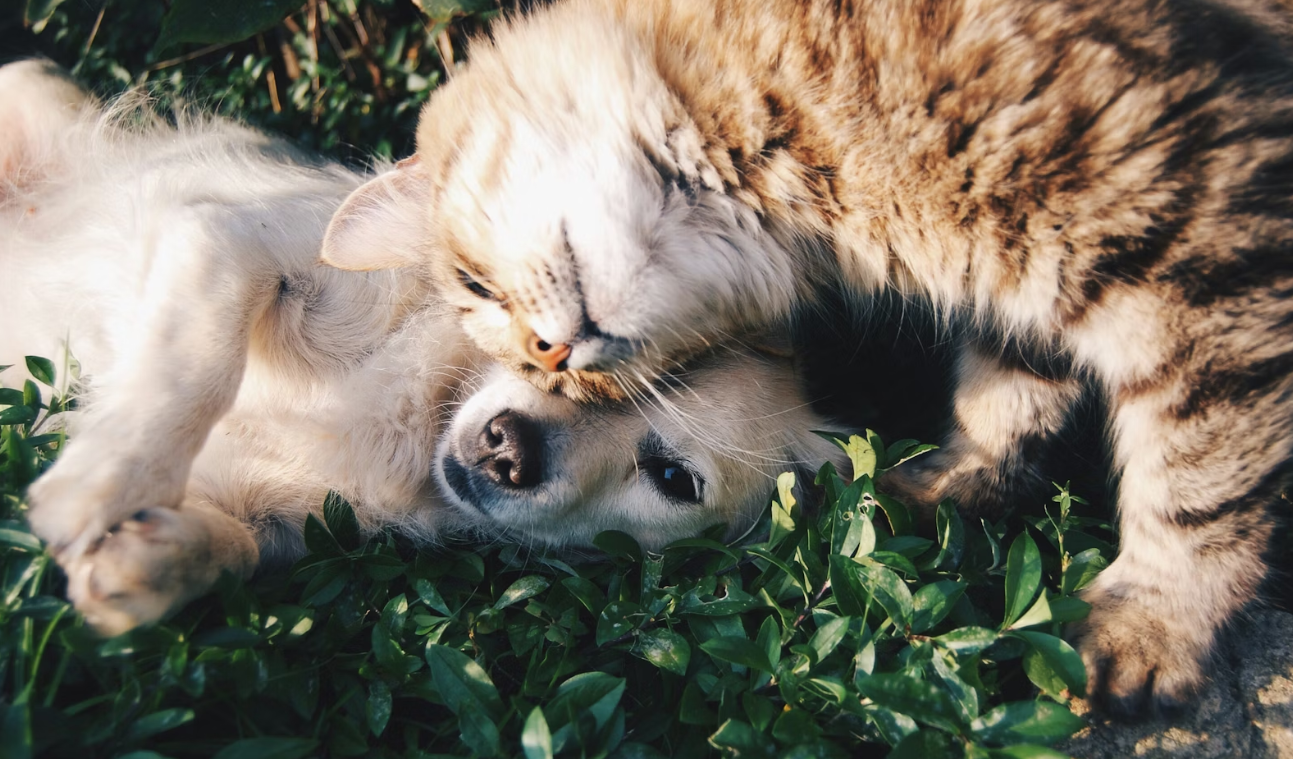 a dog and a cat laying together