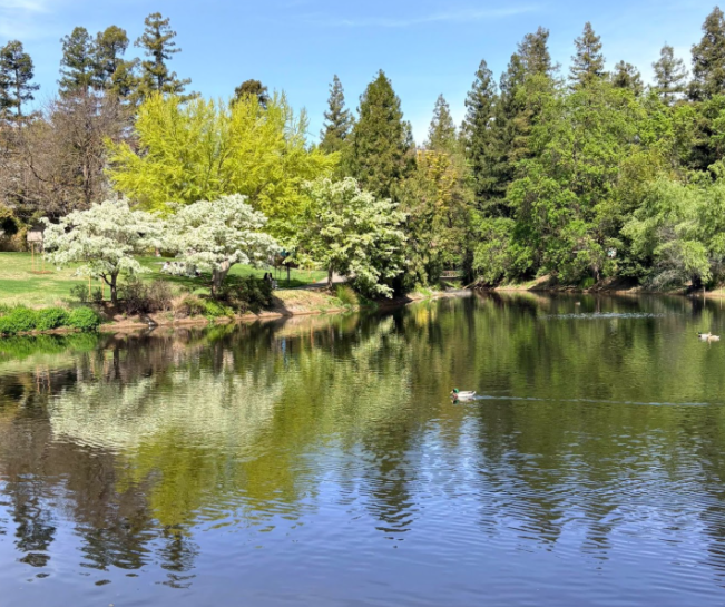 A lake with trees surrounding it. A duck is in the middle of the lake,.