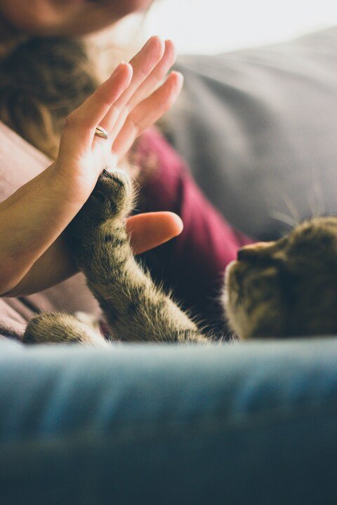 A photo of a cat high fiving with a human
