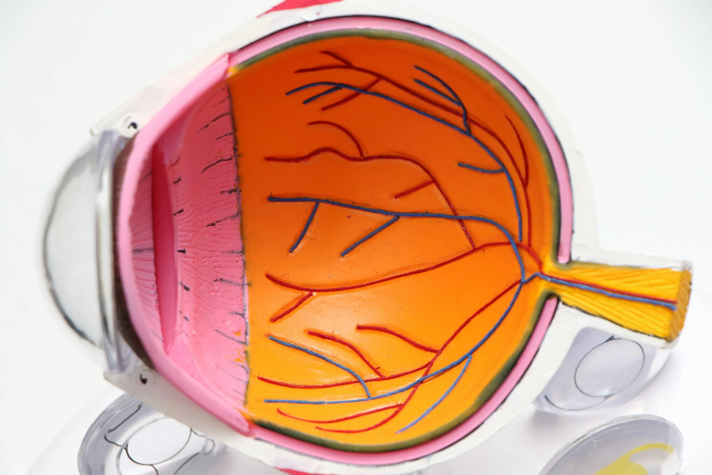 inside the eye