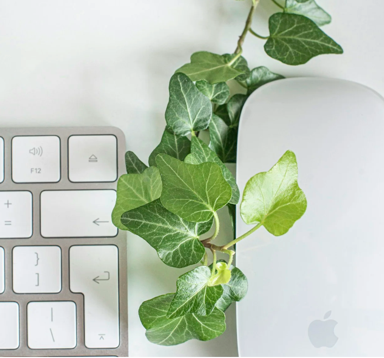 A keyboard is on the left and a mouse is on the right. The background is white. There is a green plant in the center.