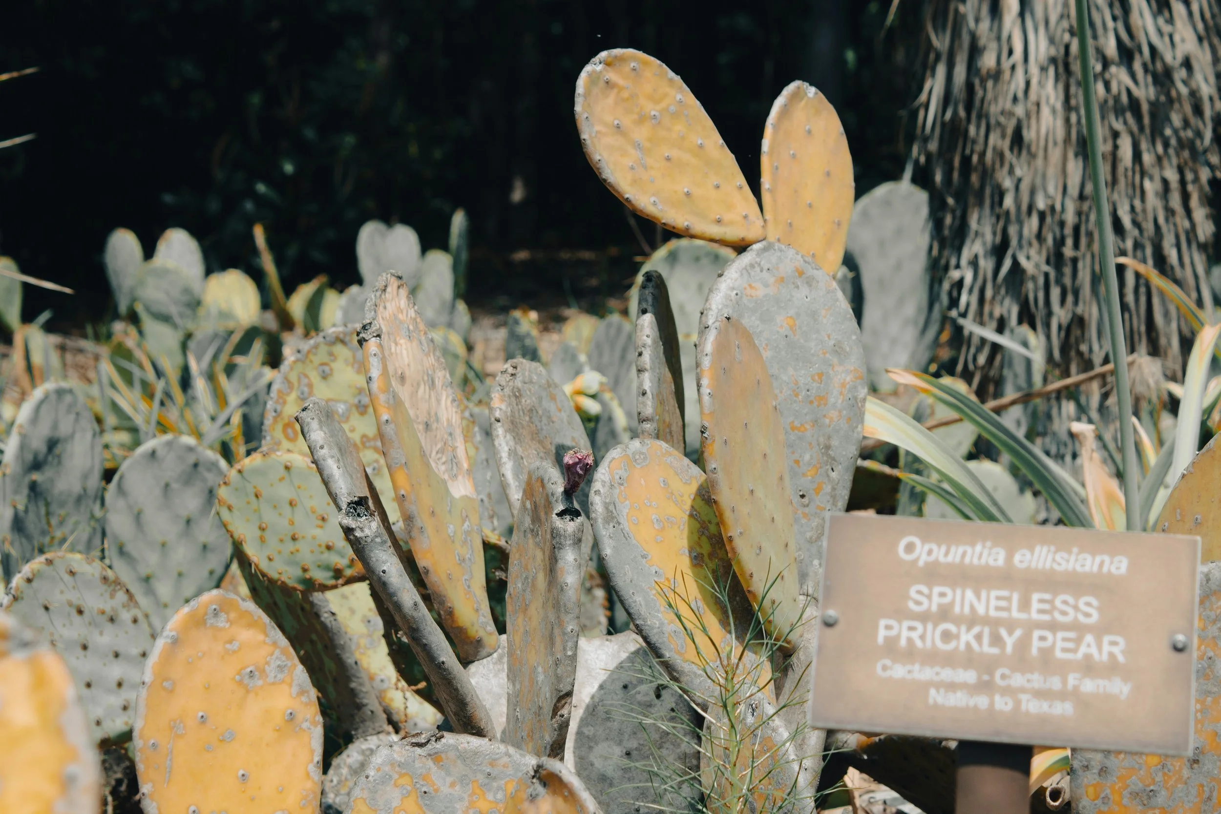 an image of a spineless prickly pear cactus with a sign in front of it