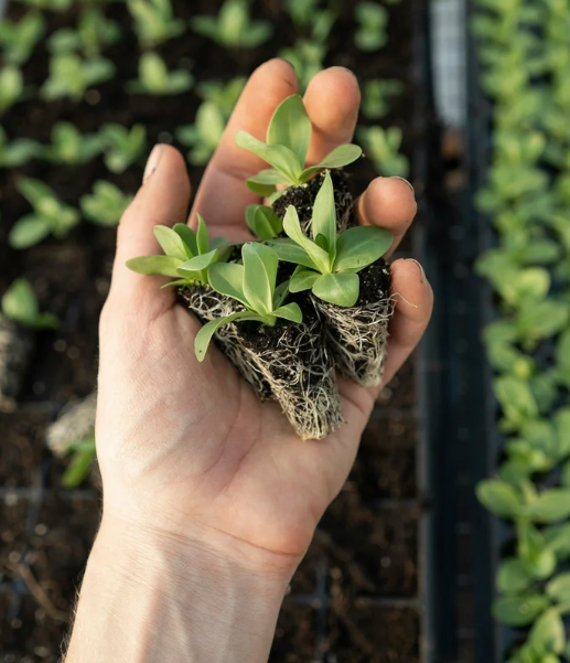 A person holding soil that has plants sprouting out of it.