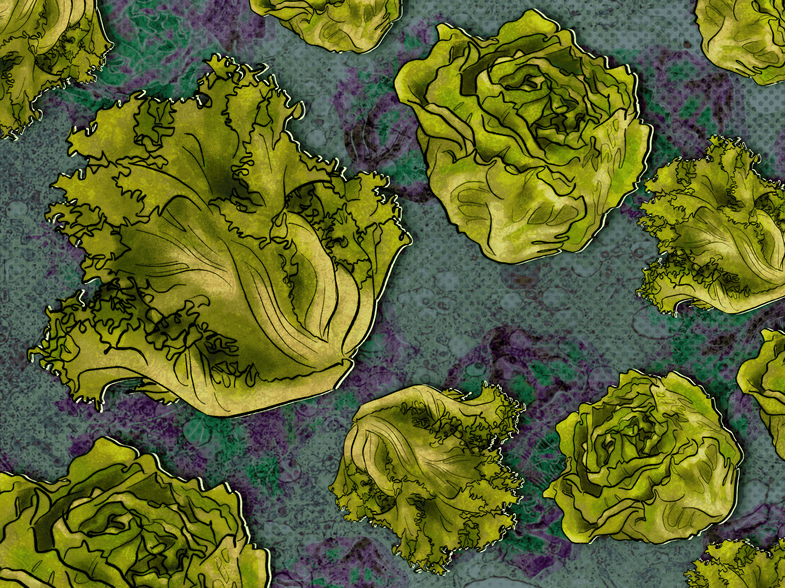 Digital illustration of lettuce heads against a half-toned background with cyclospora as textures.