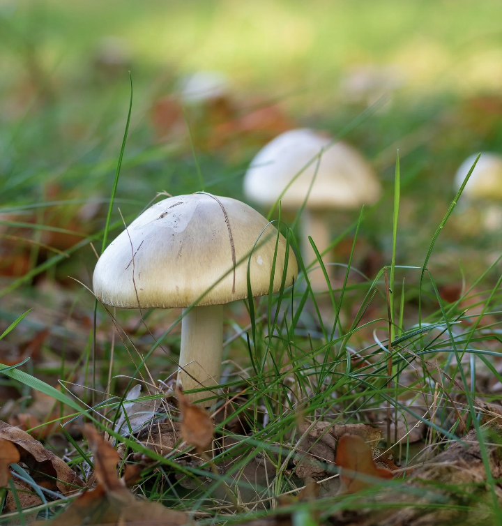 A photo of a mushroom in the grass