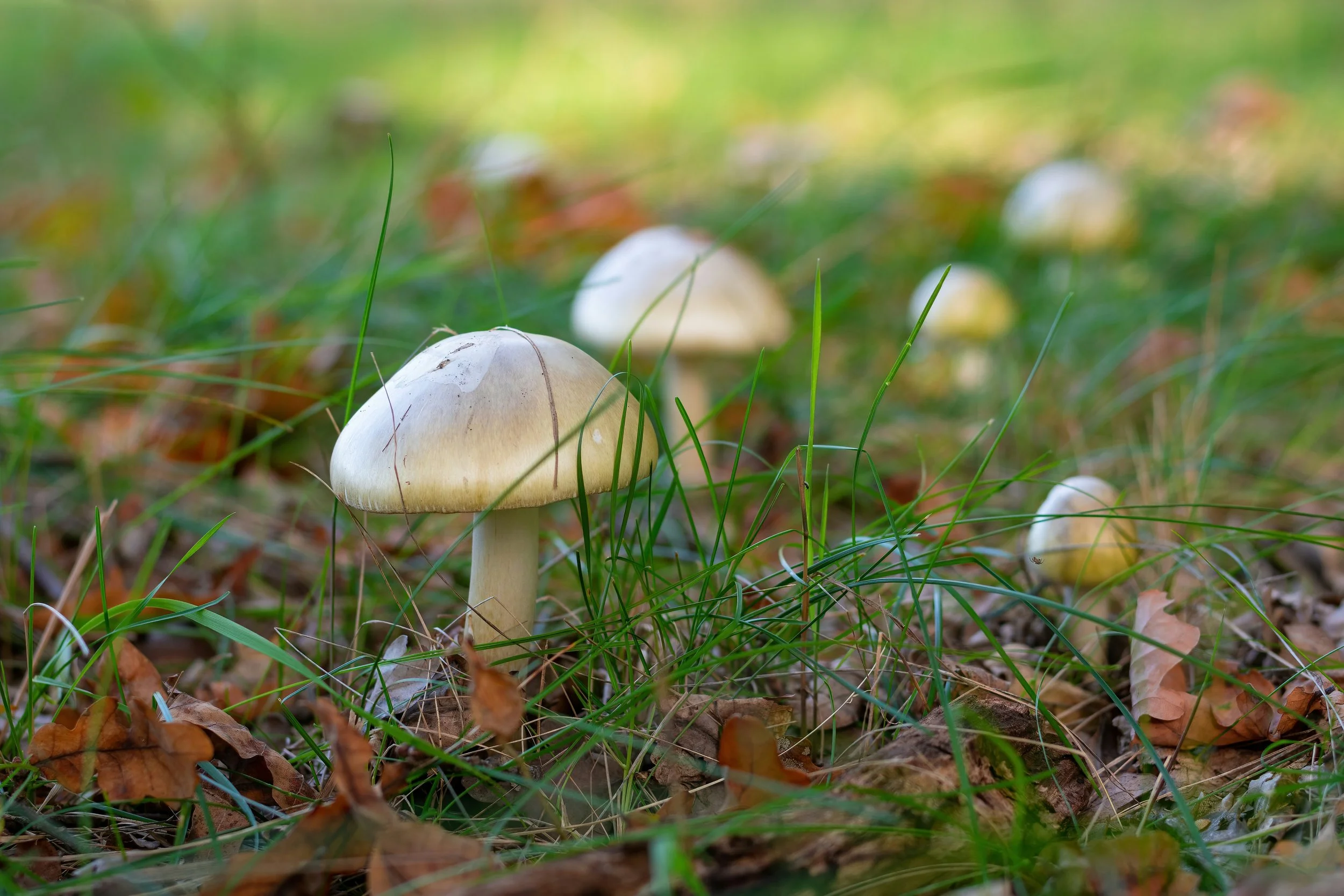A group of white mushrooms in grass
