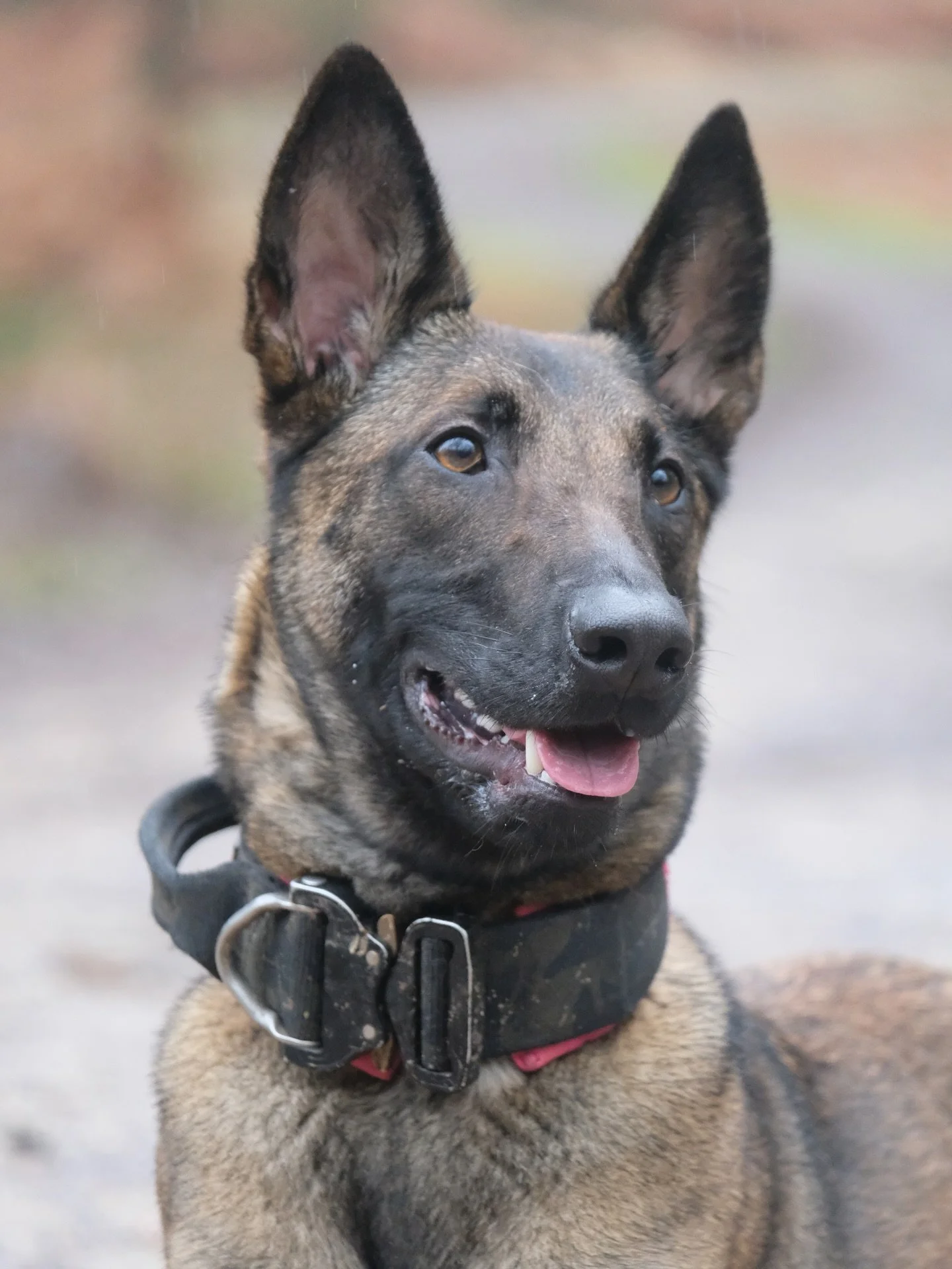 The @frontier_k9 trio 🐾💫