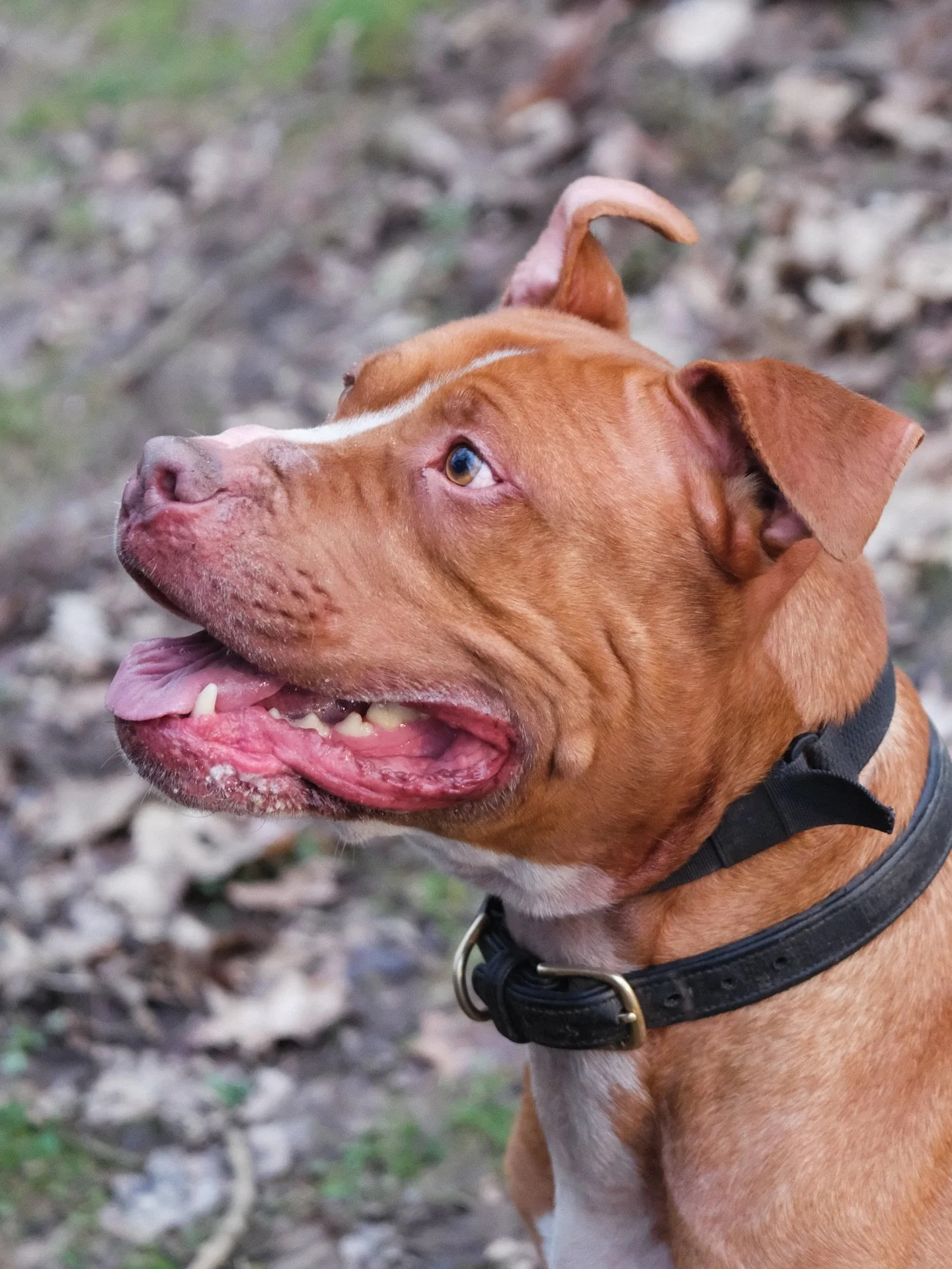 J U D G E
@bullbreedbehaviourist