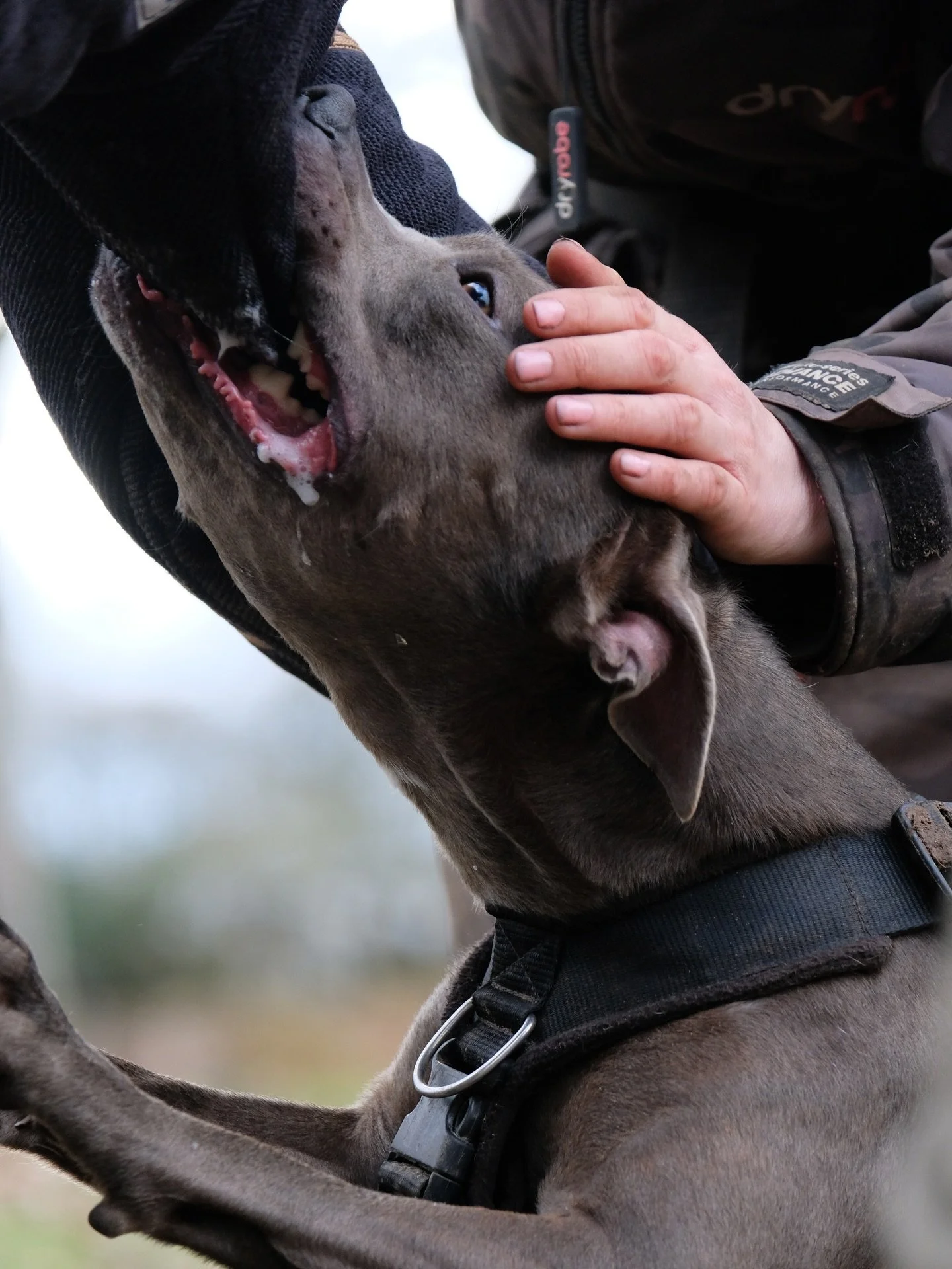 ARLO 
@bullbreedbehaviourist