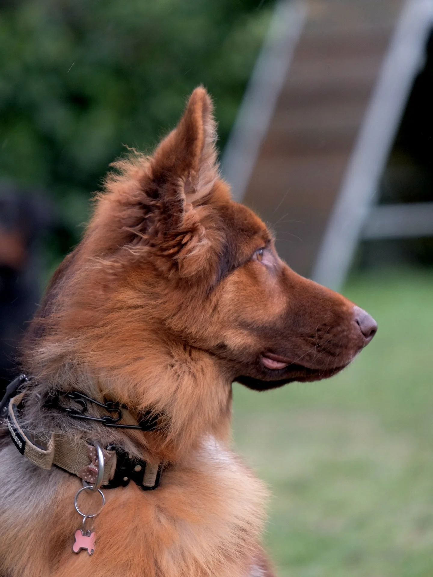 📸 for @frontier_k9 🐾💫