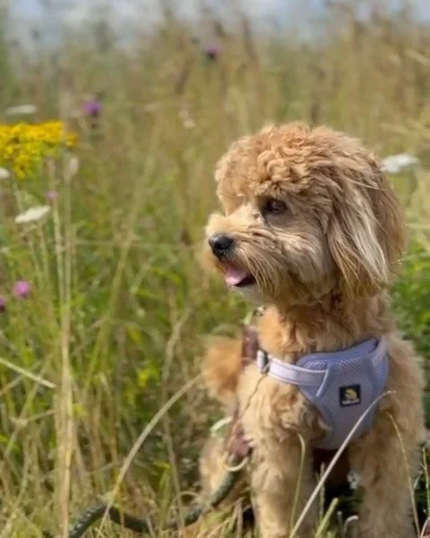 The gorgeous @mags_the_maltipoo and @pennys.pawss on their walks together. Get yourself a dog trainer that becomes your dogs bestie 💞🥰