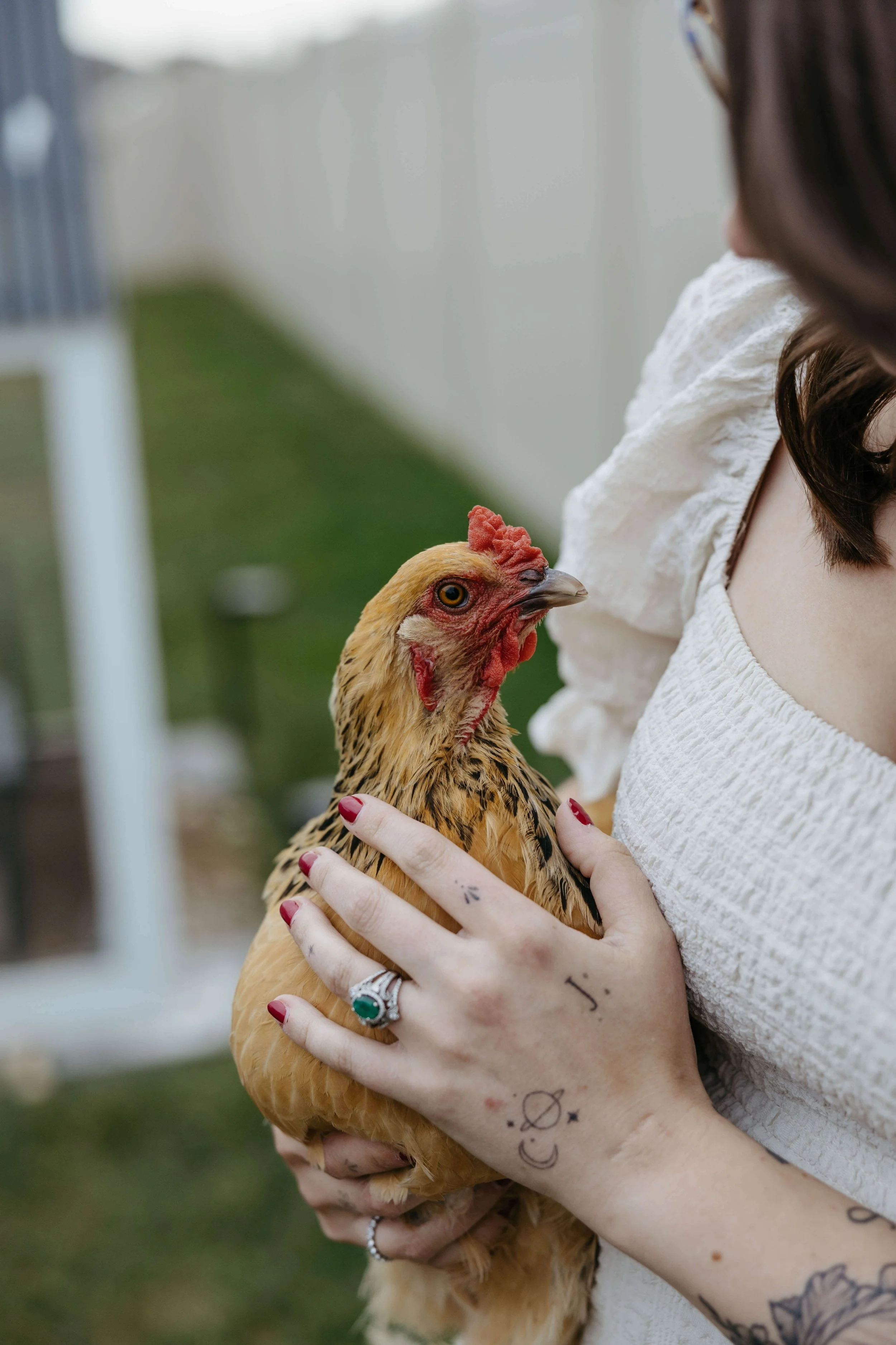 In home fall family photoshoot in Sioux Falls, South Dakota with chickens. 