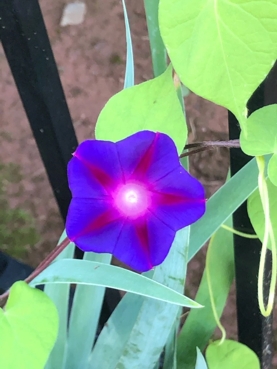 Intuition Alignment &amp; Practice Class - Level Two