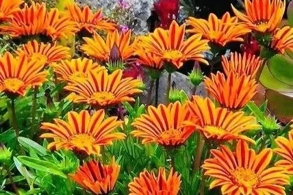 water droplets on hosta