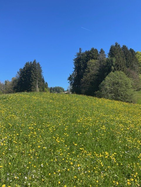 swiss fields and forests.jpeg