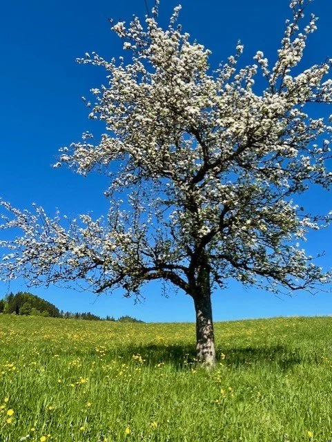 full apple tree in bloom.jpeg