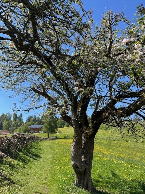 cherry tree.jpeg