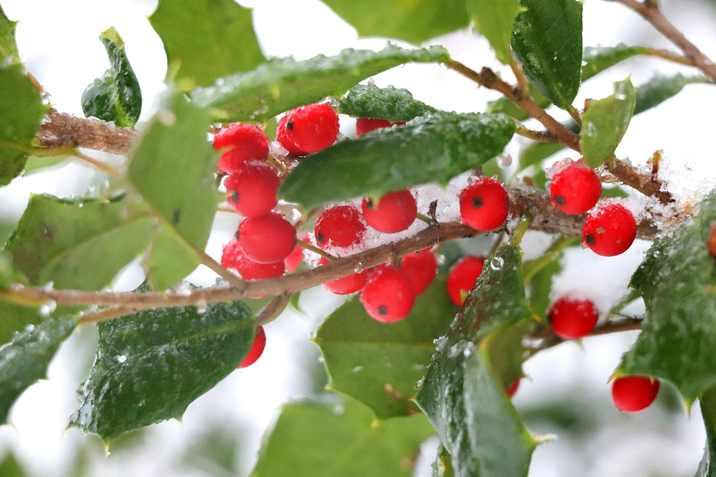 Winter Solstice Celebration