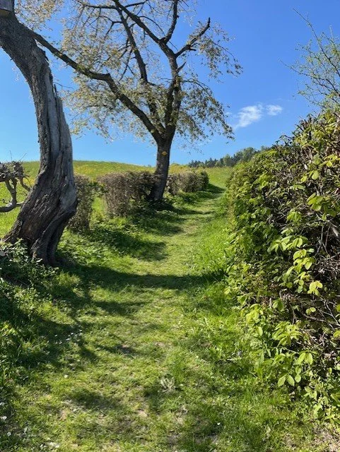 delightful path.jpeg