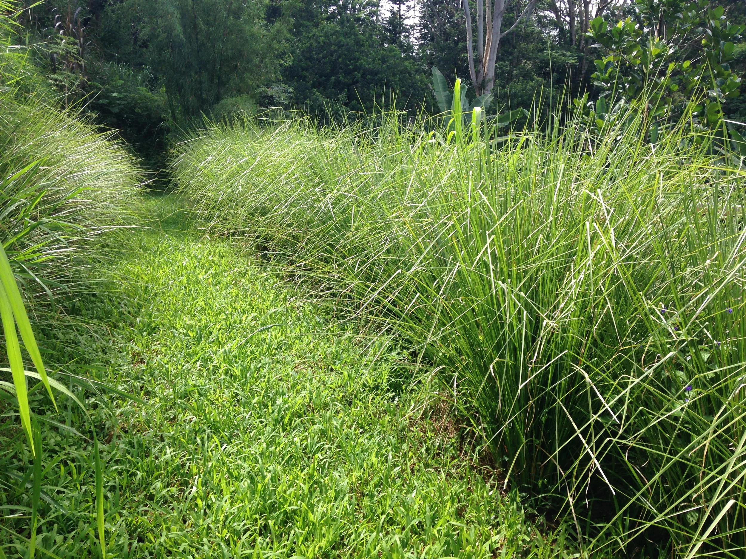 livingearthsystems-vetiver2.jpeg