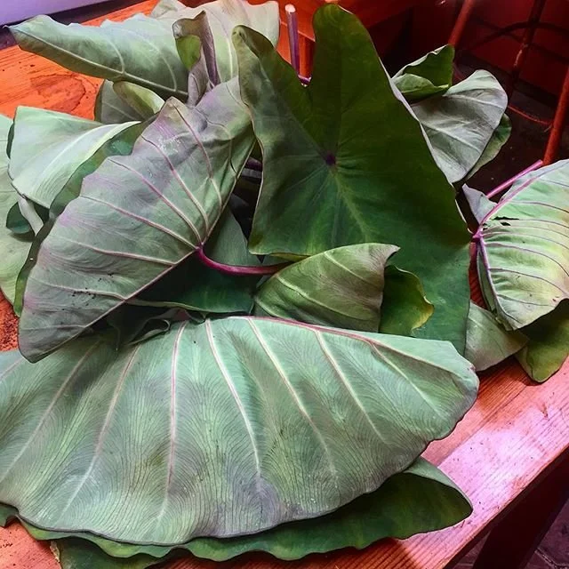 livingearthsystems-taro-leaves.jpeg