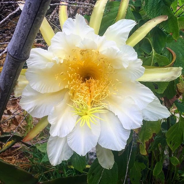 livingearthsystems-dragonfruit-flower.jpeg
