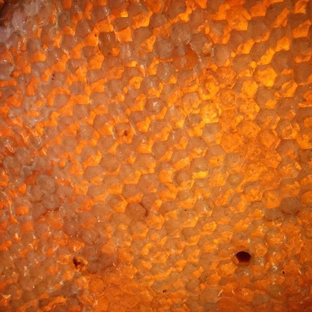 livingearthsystems-beehive-honeycomb.jpeg
