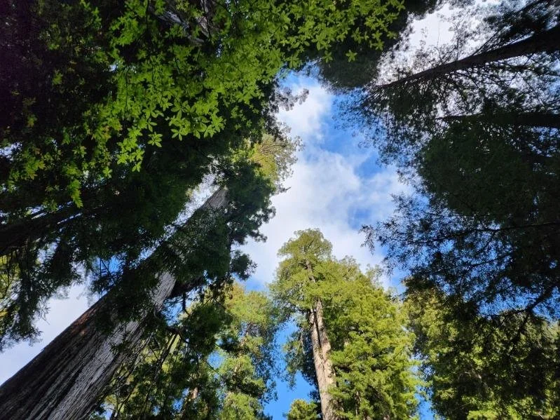 Patch of sunlight. Photo Deborah Gaines.jpeg