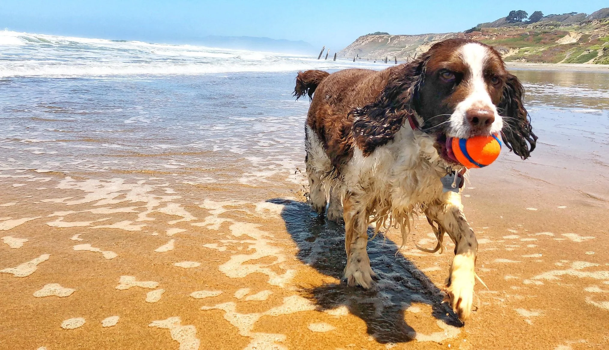 dog with ball at beach