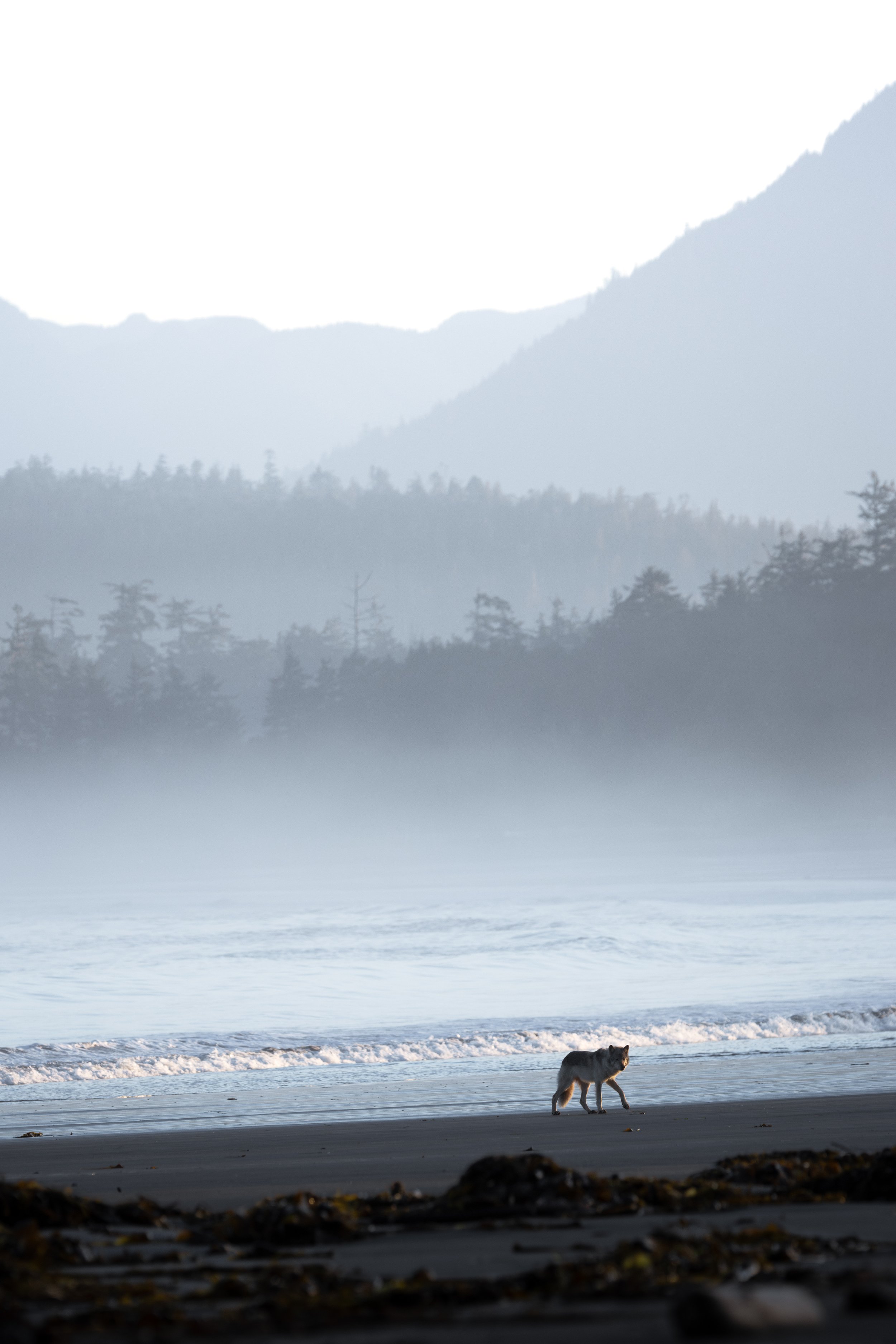 Coastal sea wolf walking along the beach at sunrise on Vancouver Island, British Columbia.
