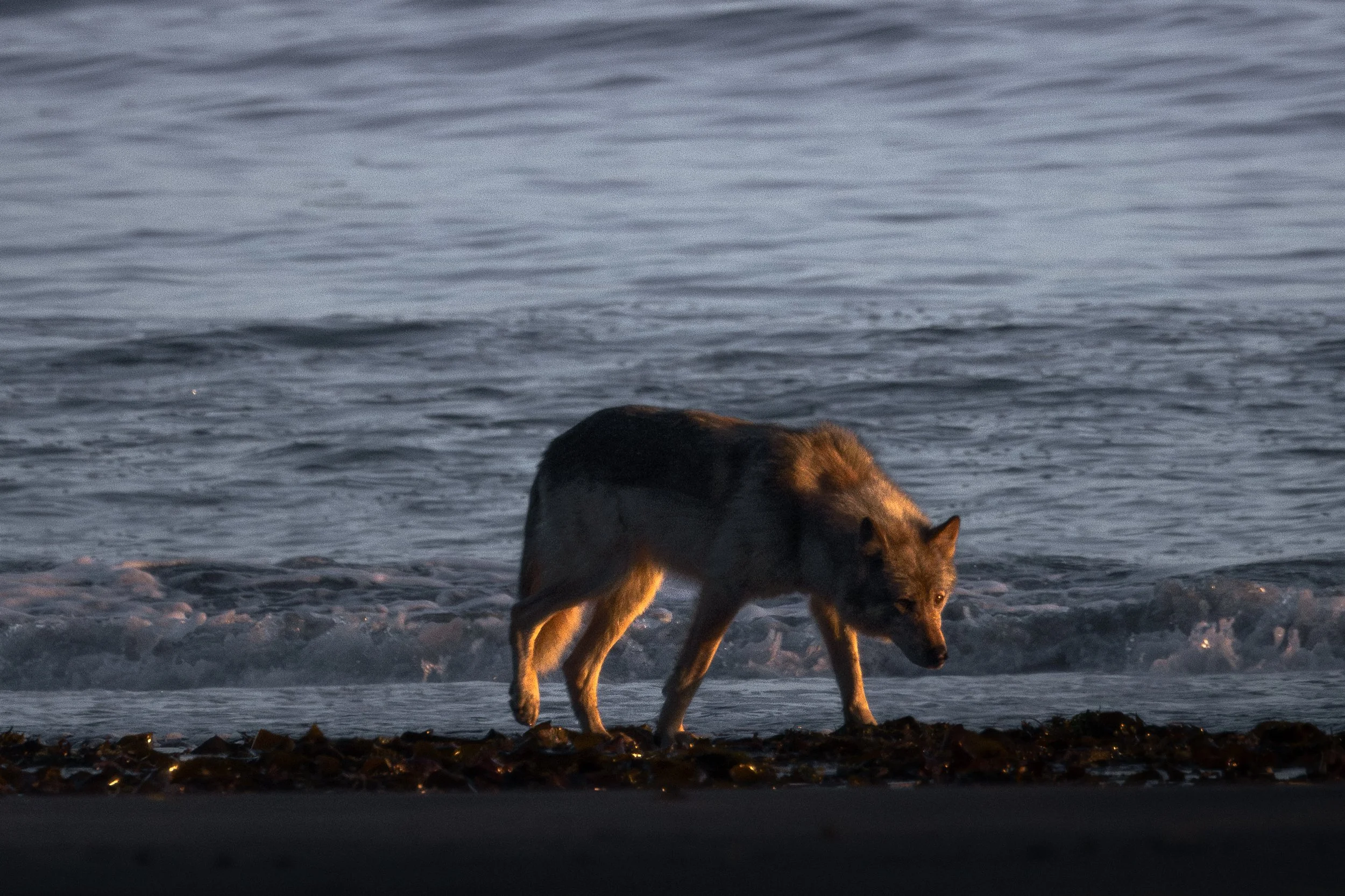 Sea Wolf- Jameson Hart