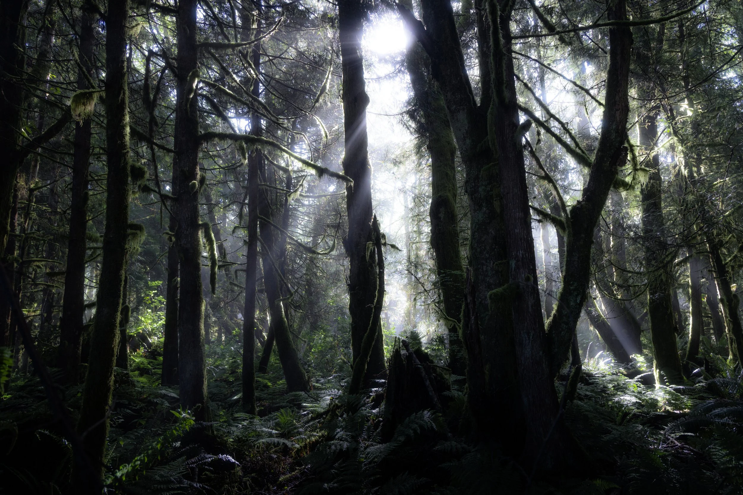 Vancouver Island Forest Photography