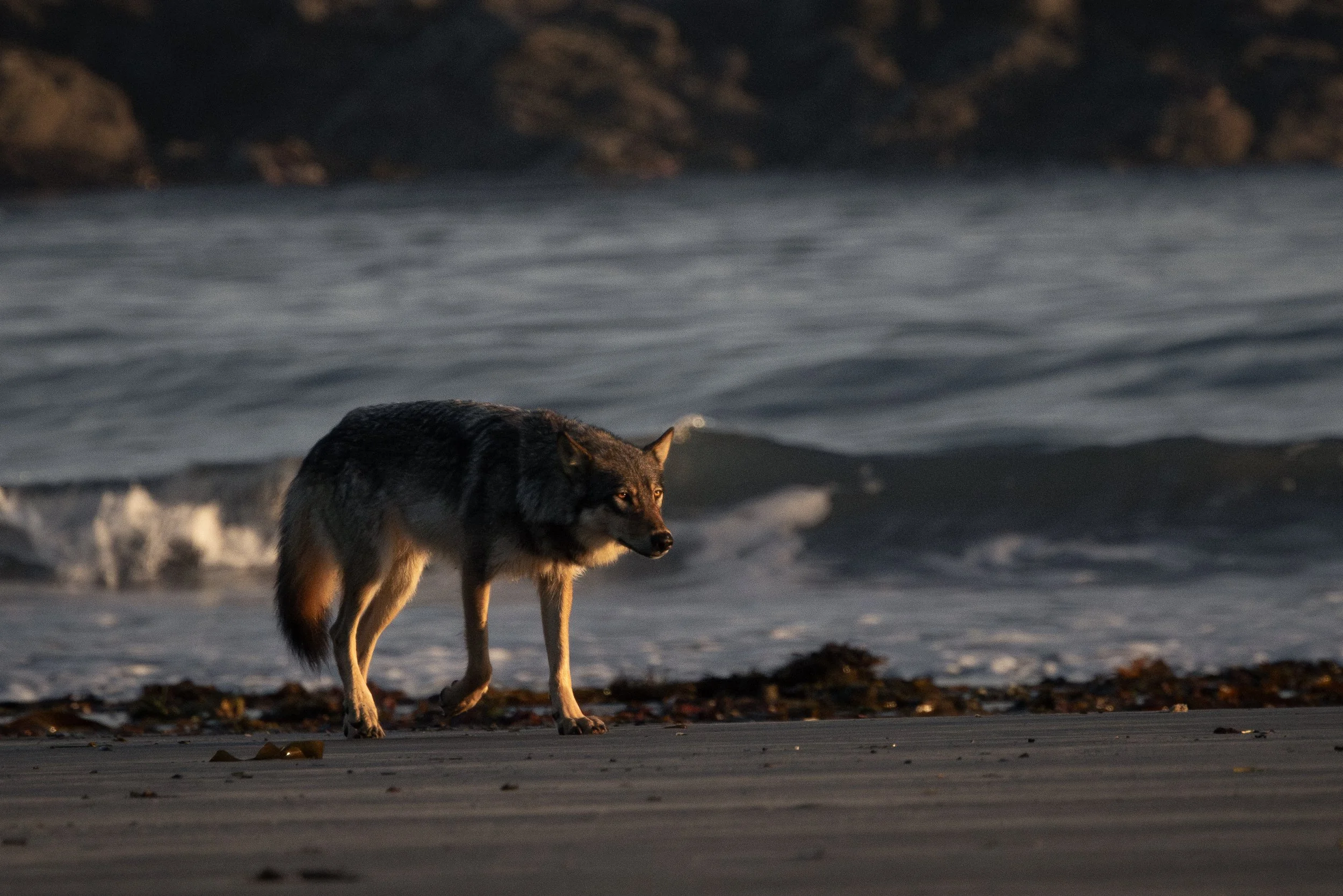 Coastal sea wolf walking along the beach at sunrise on Vancouver Island, British Columbia.