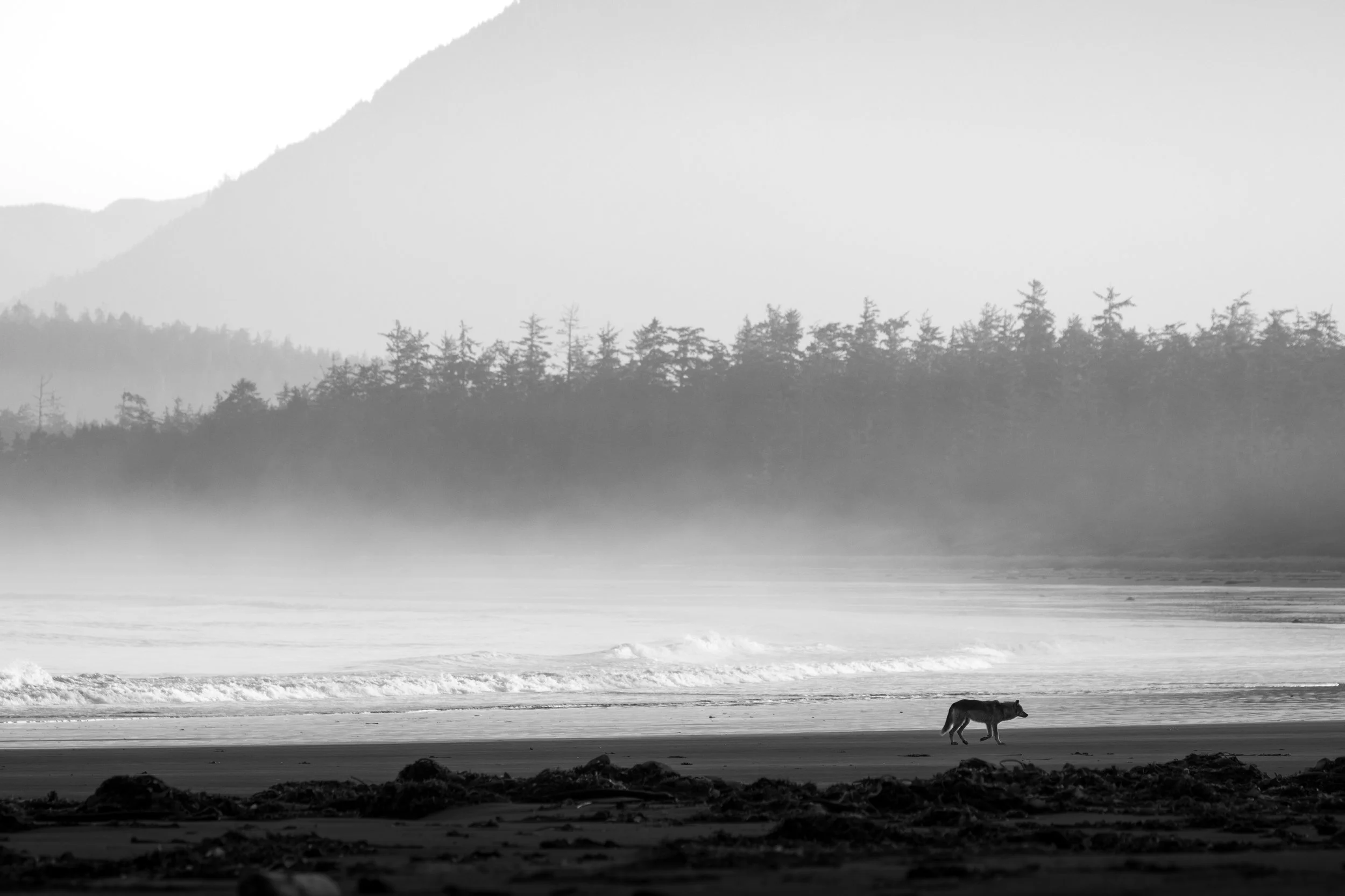 Fine Art Coastal Sea Wolf Photo taken by Jameson Hart