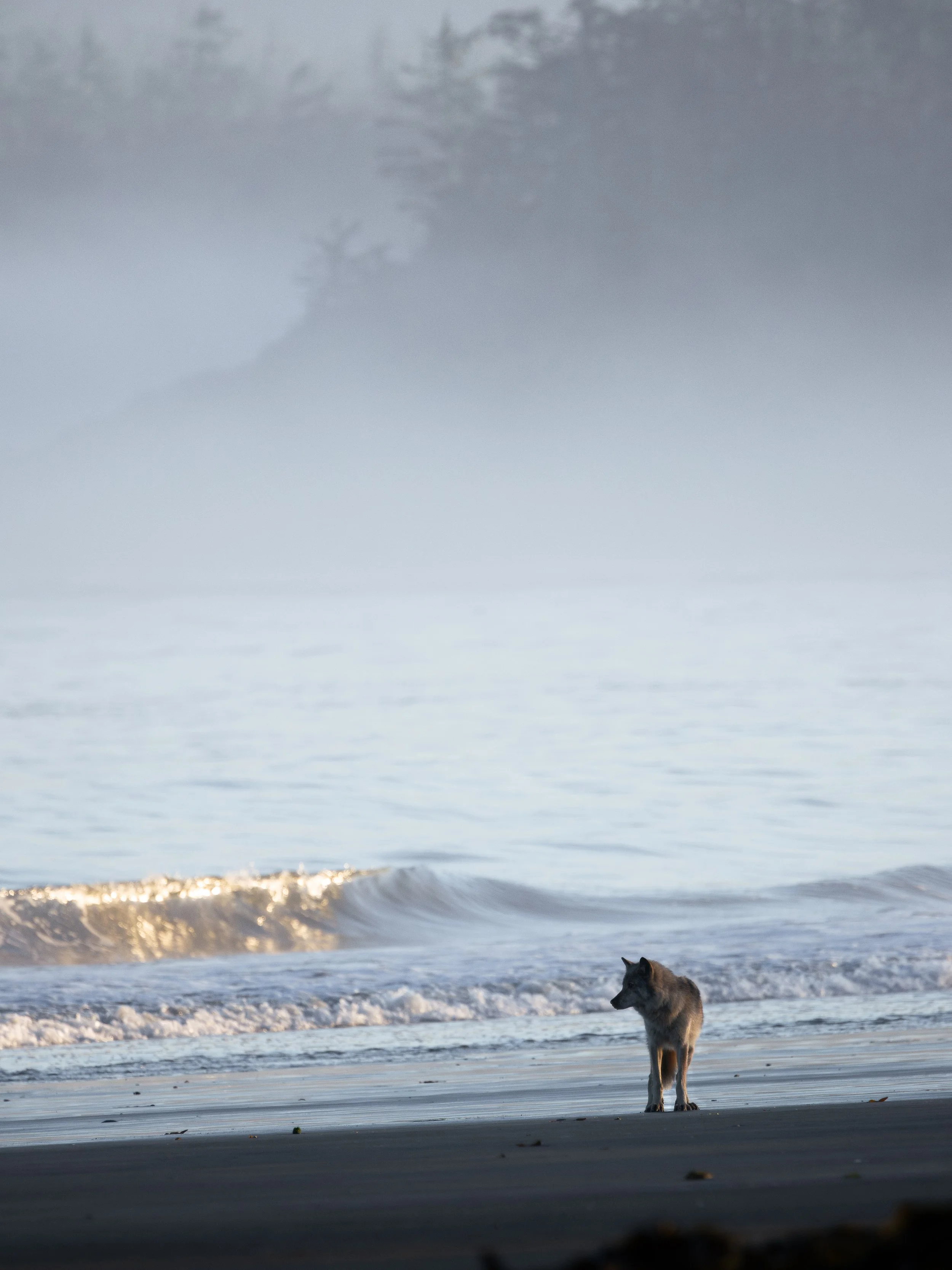 Beautiful Vancouver Island Wildlife Sea Wolf