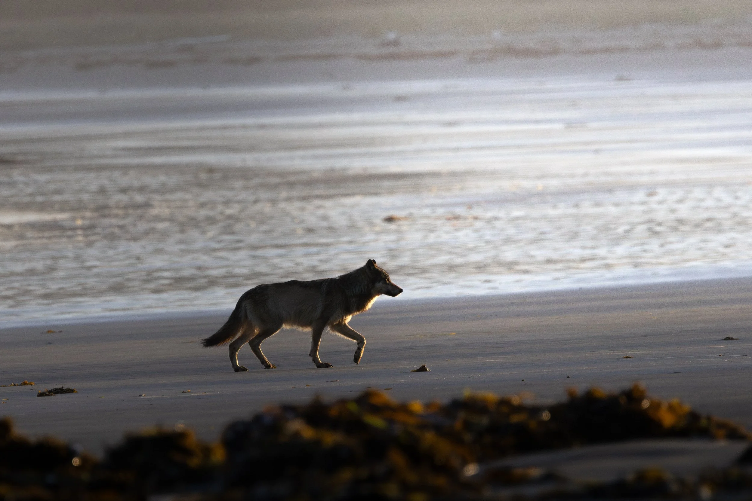 Coastal sea wolf walking along the beach at sunrise on Vancouver Island, British Columbia.