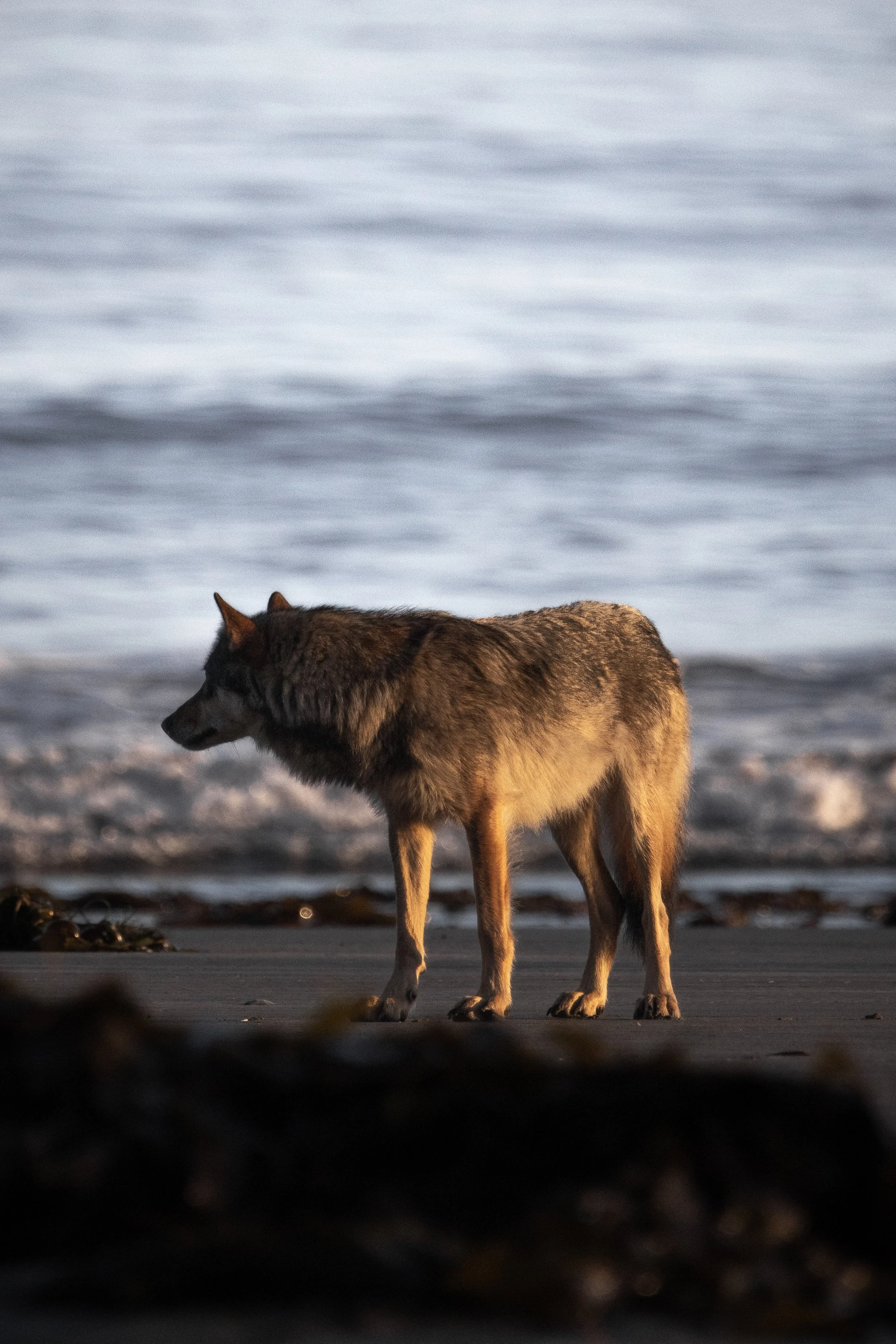 Big Male Sea Wolf