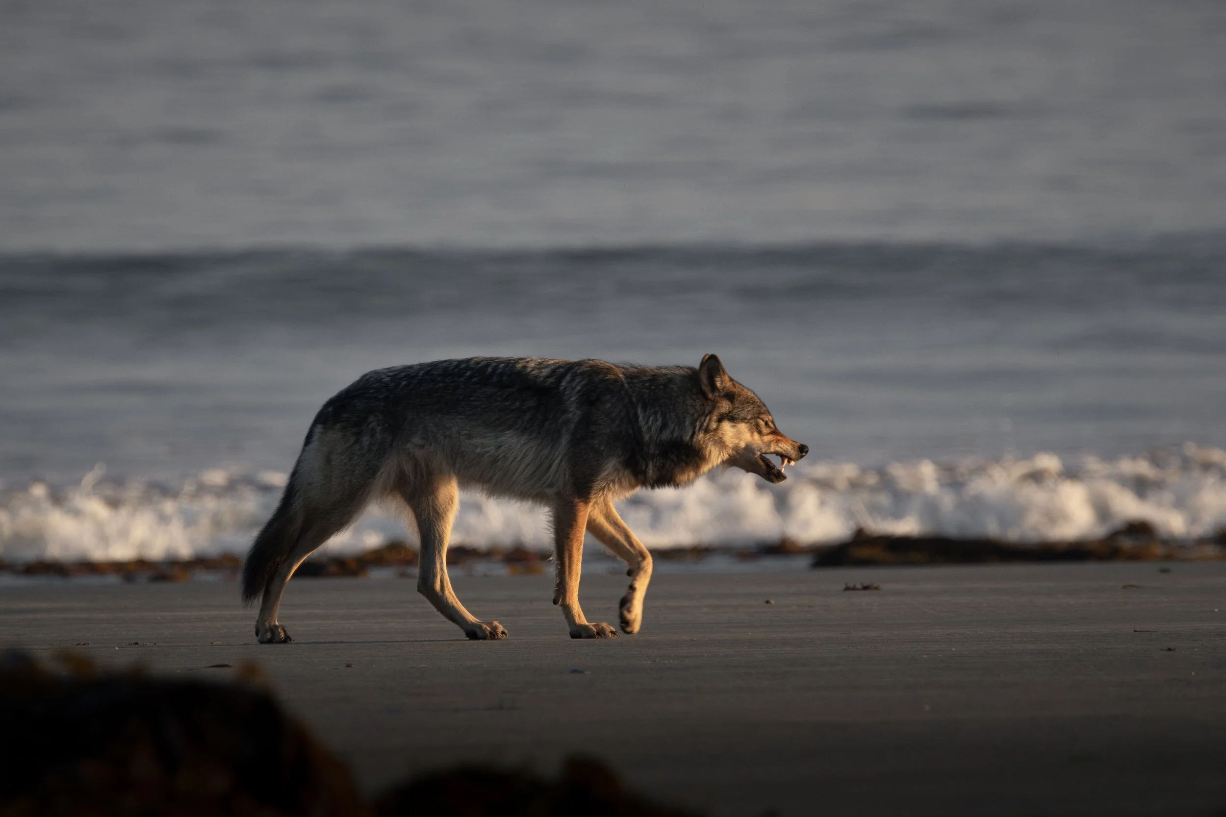 Sea Wolf growling on remote beach
