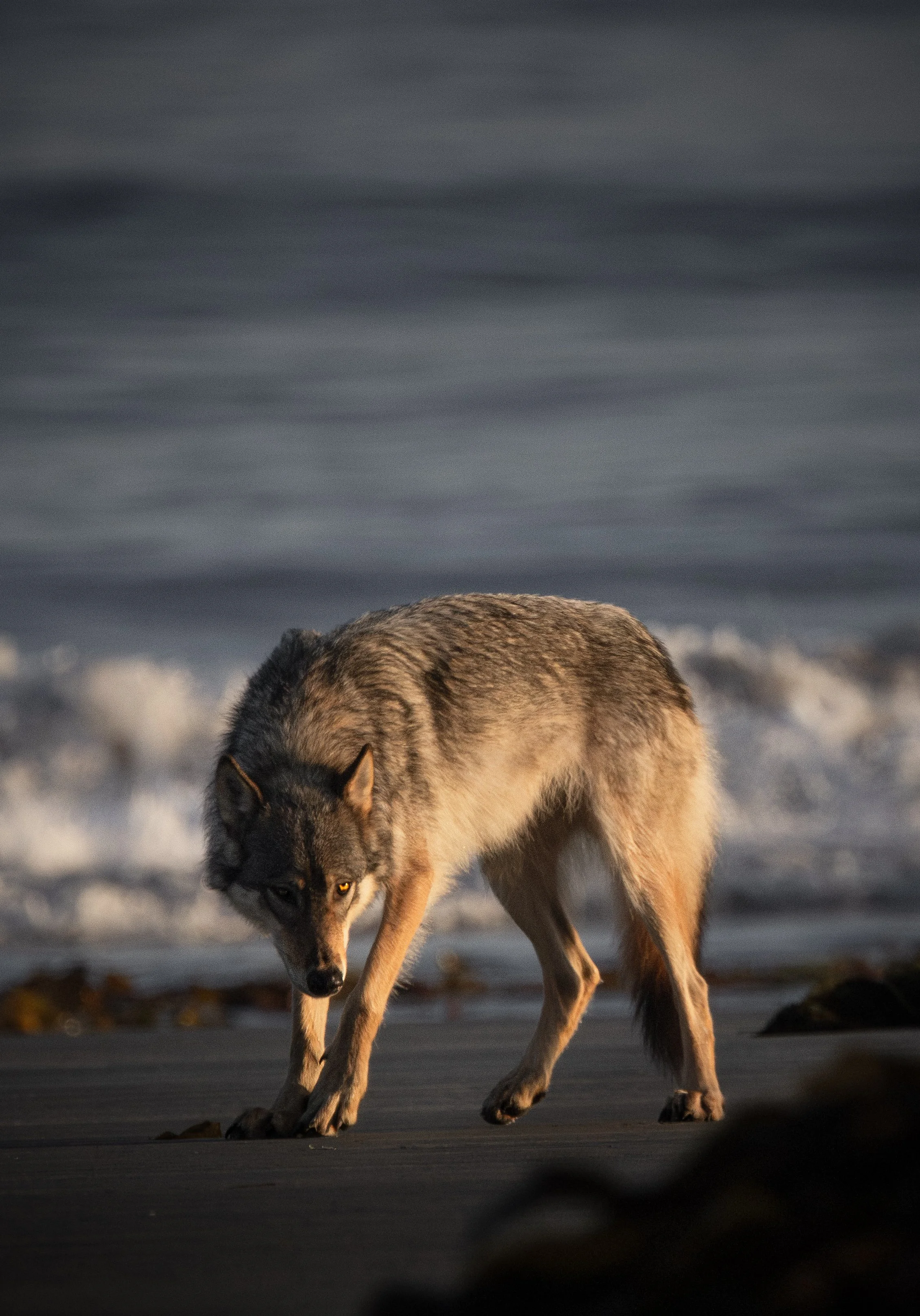Coastal Sea Wolf