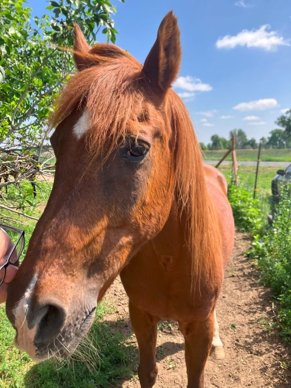 Working with Horses