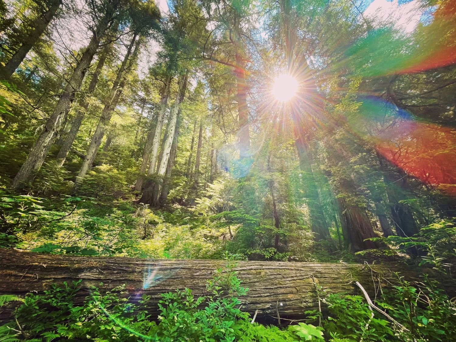 Live Your Light Healing