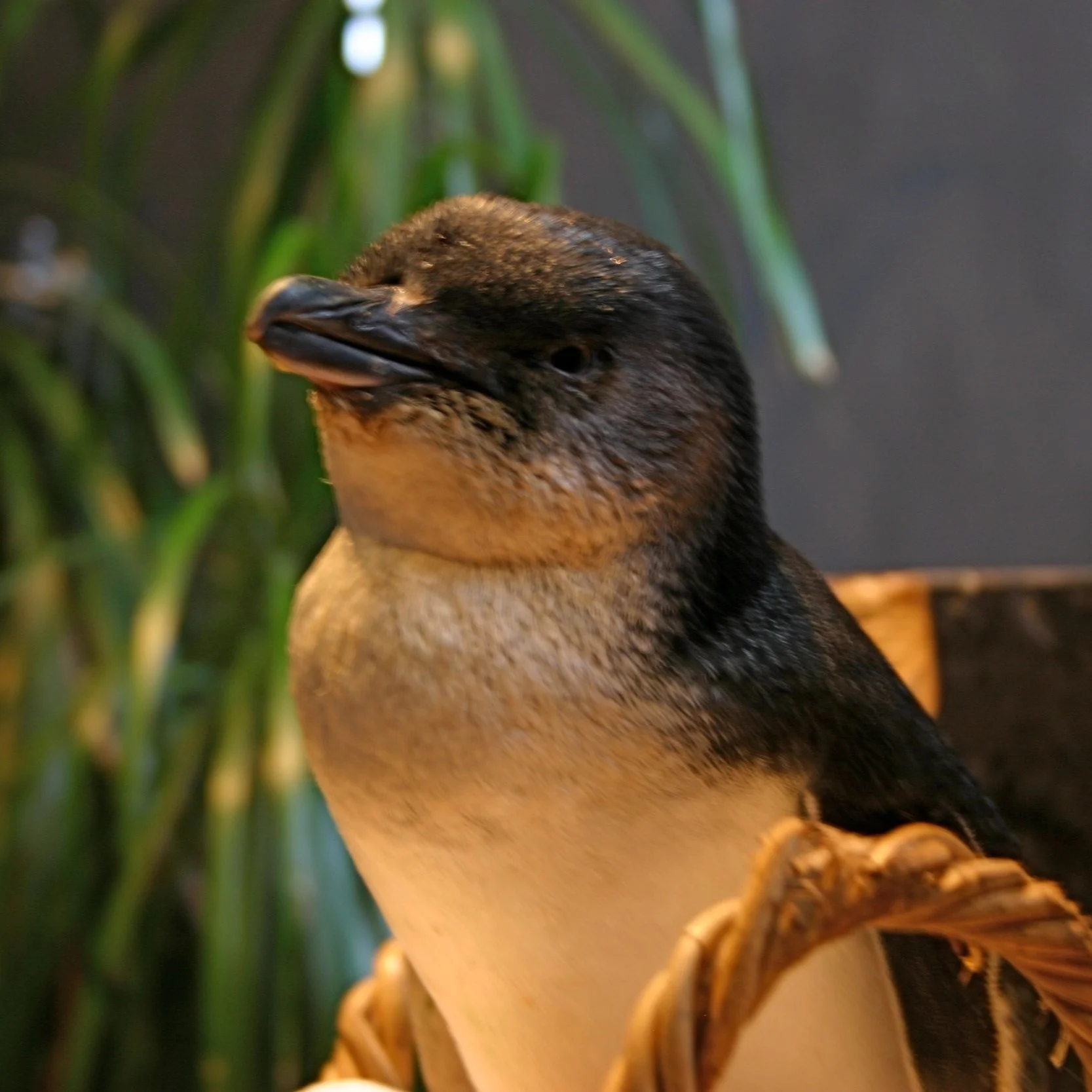 Korora or the Little Blue Penguin