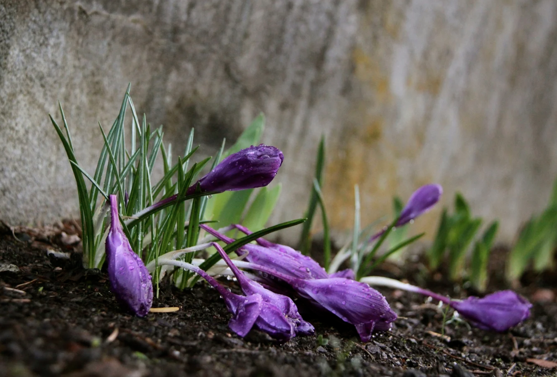 droopy crocus on a gray day