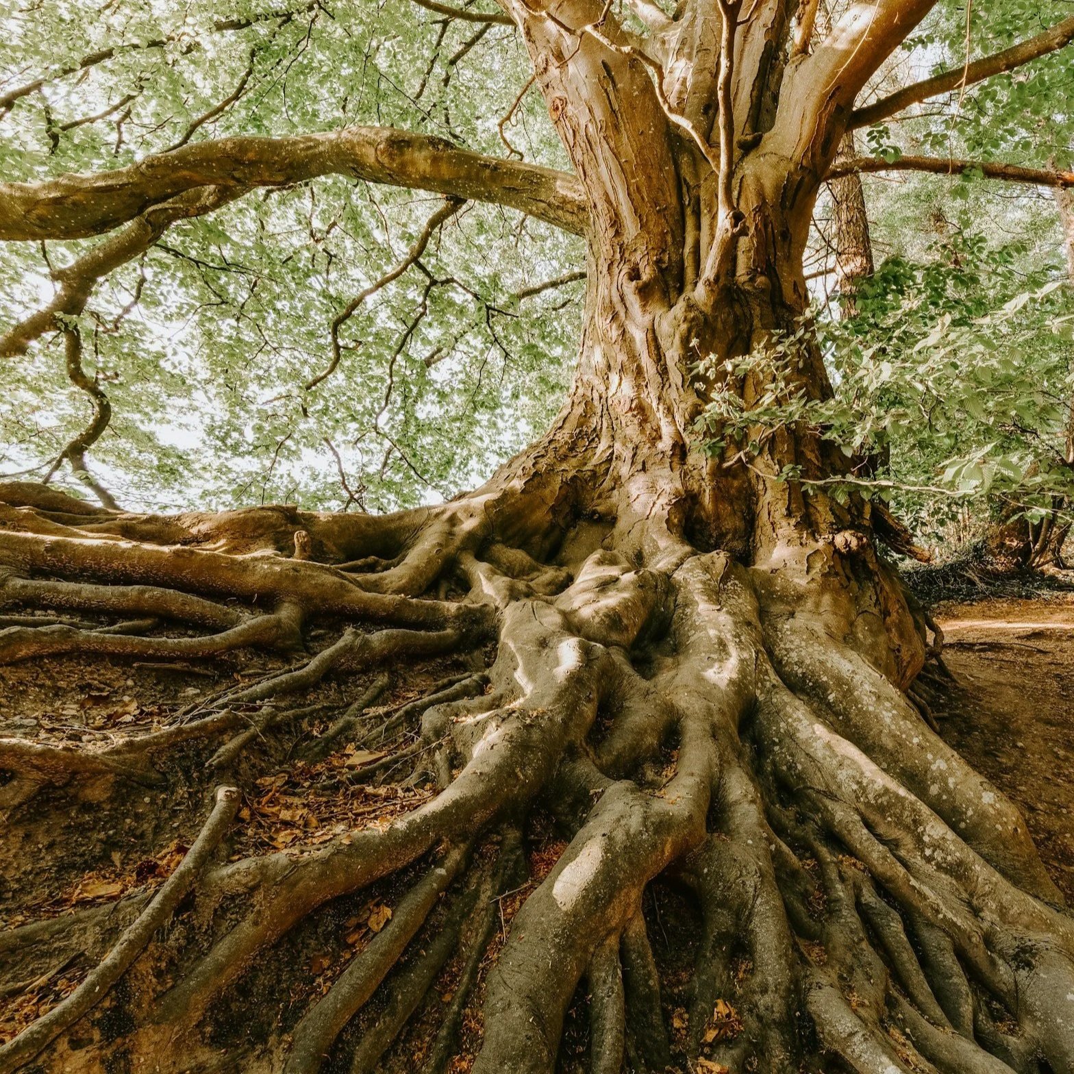 a picture of tree roots