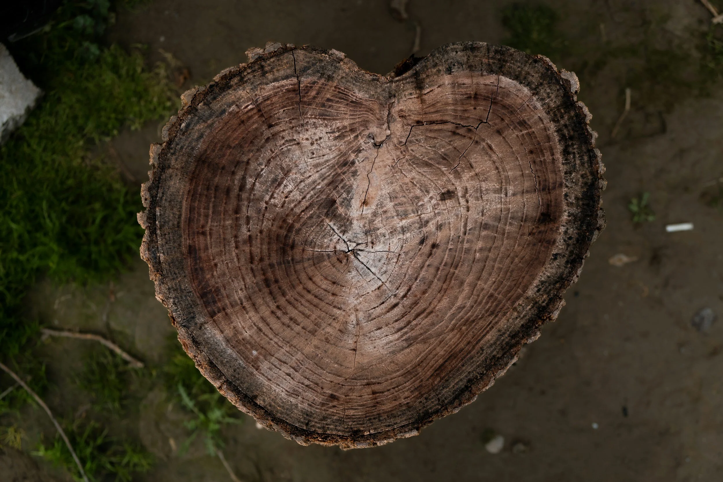 heart-shaped tree stump