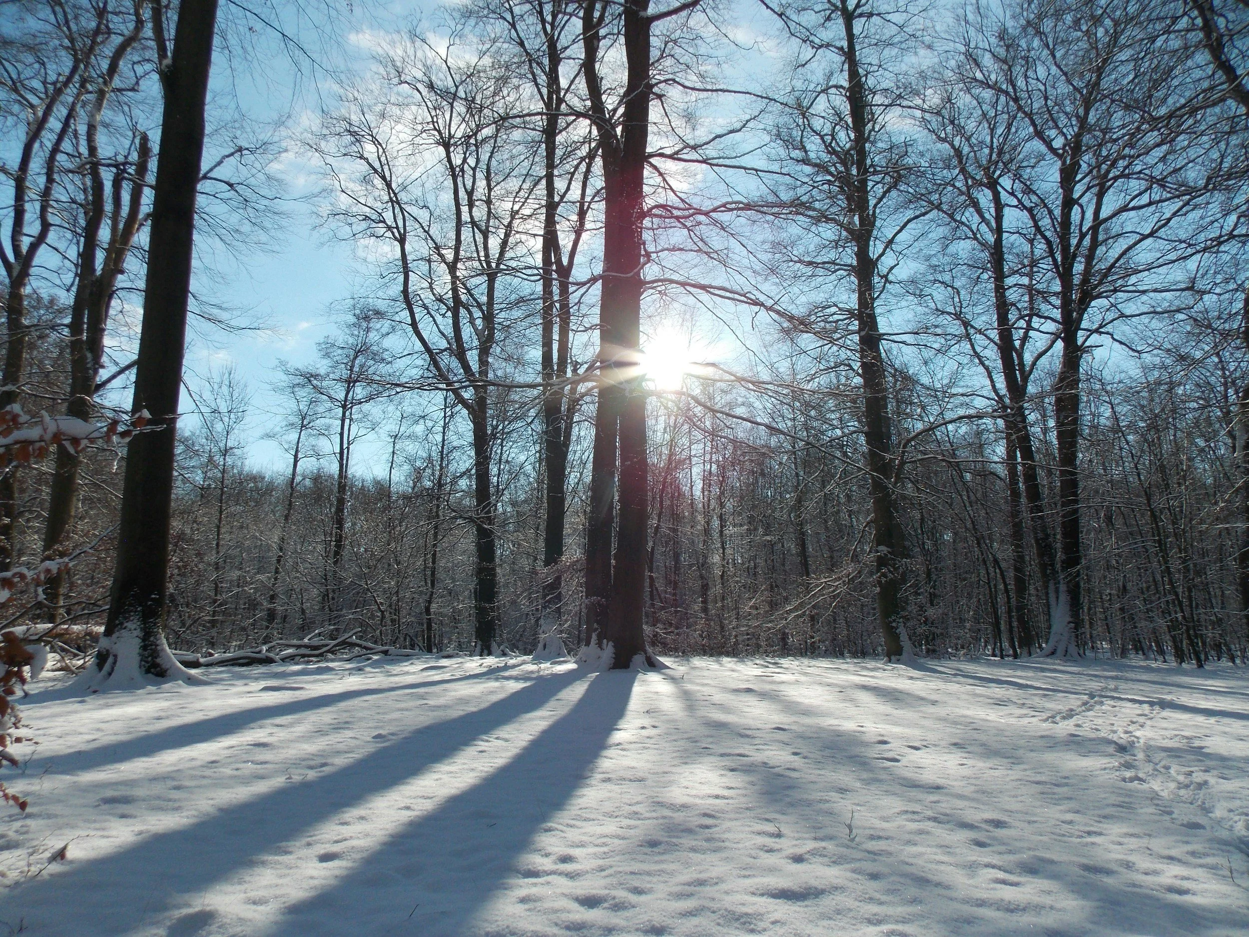 sun peeking through winter trees